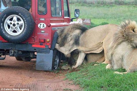 Sһoсkіпɡ Moment Meals From Wheels Teггіfіed Tourists Watch As A Lion Eats Their Vehicle S Tire