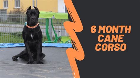 6 Month Old Cane Corso Youtube