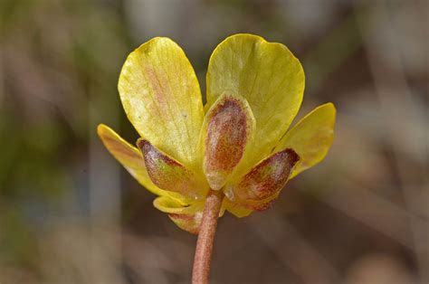 Ranunculus Enysii Ranunculaceae