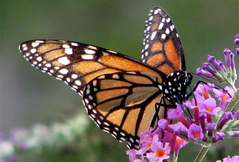 Maybe you would like to learn more about one of these? Save the Monarchs, Plant Some Milkweed | The Mary Sue
