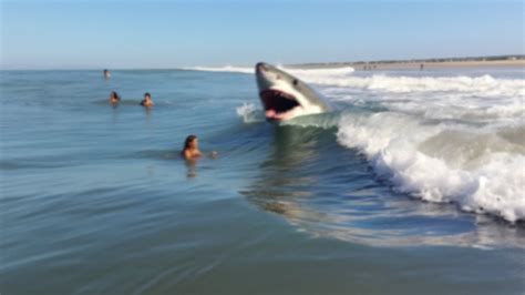 This Shark Devoured A Girl Skinny Dipping In The Ocean Youtube