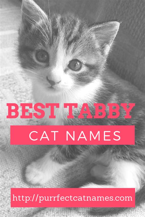 Adopting A Tabby Cat Or Kitten Here Are Some Simply Purrfect Cat Names