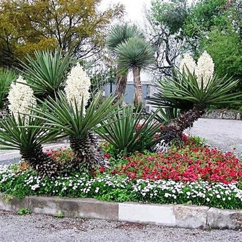 Australian Seed Yucca Baccata Drought Resistant Landscaping Yucca