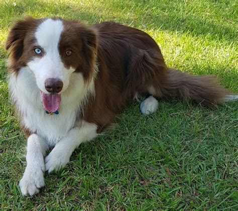 Pin By Beth Boyd On Dogs Only Red Border Collie Border Collie