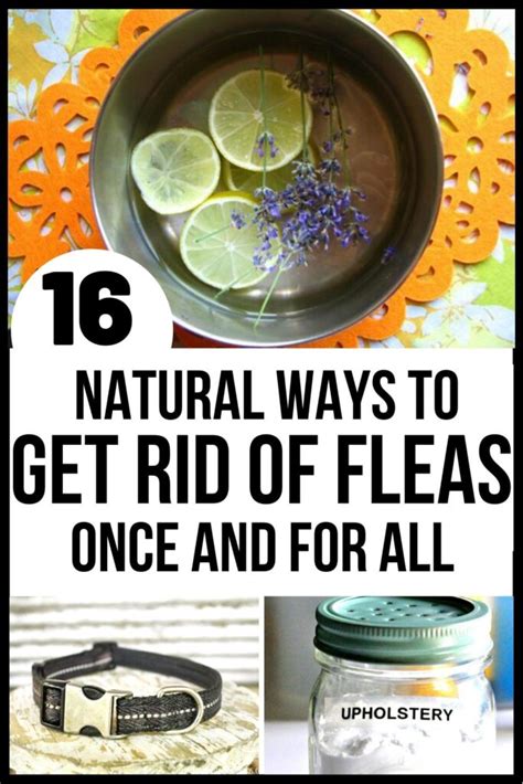 How To Get Rid Of Fleas 16 Effective Home Remedies For Fleas