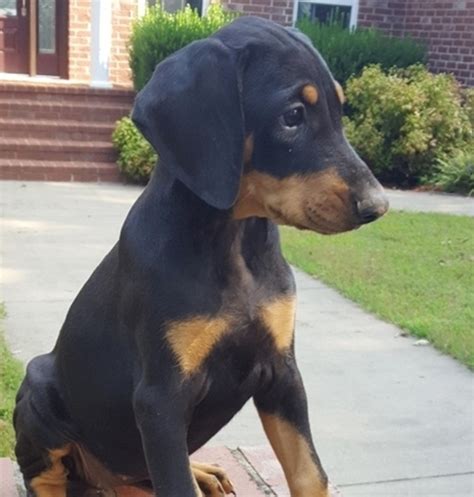 Baby A Black And Rust Female Doberman Pinscher Puppy 654158 Puppyspot