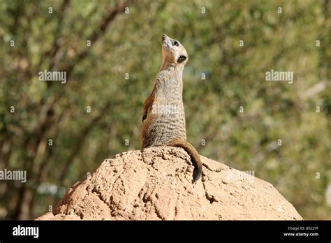 Meerkat Oudtshoorn Little Karoo South Africa Stock Photo Alamy