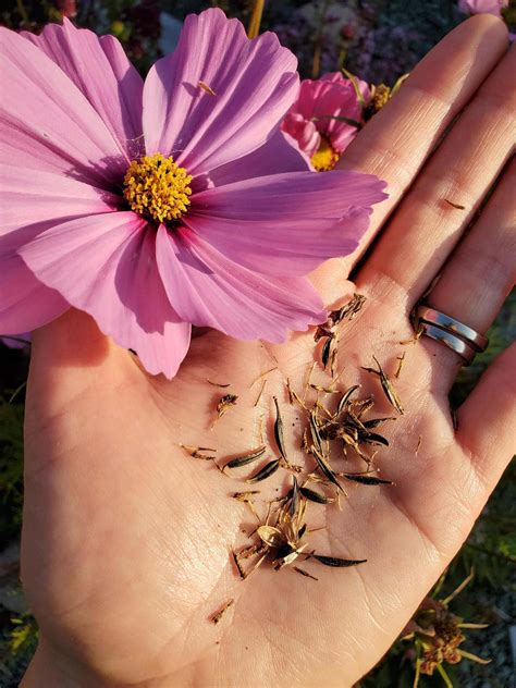 Seed Saving 101 How To Save Seeds From Annual Flowers ~ Homestead And