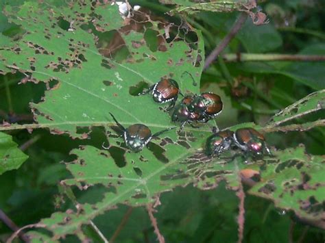 21 Natural Ways To Get Rid Of Japanese Beetles Dre Campbell Farm