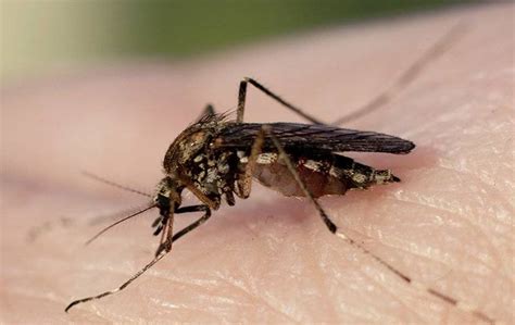 What Eats Mosquitoes The Top 10 Mosquito Predators In The South