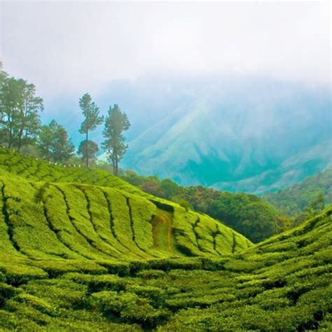 We recommend travelling to the himalayas to enjoy the cooler temperature there as it rarely rains at the start of june. Kerala Weather - Real customer reviews of the weather in ...