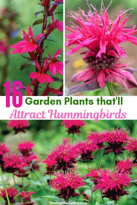They also have fruit pods which grow up to 6 inches long. 16 Perennials That Attract Hummingbirds to Your Garden ...