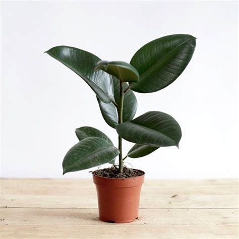10 Best House Plants For Health Indoor Plants Improve Air Quality