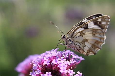 HD Wallpaper Close Up Photo Of Common Brown Butterfly On Pink Petaled Flowers Buddleja