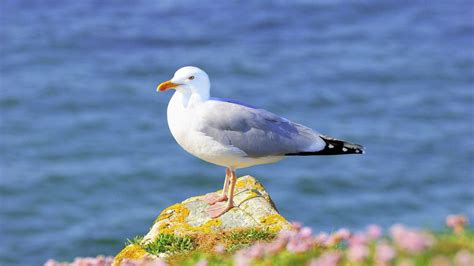 Seagull Wallpapers Wallpaper Cave