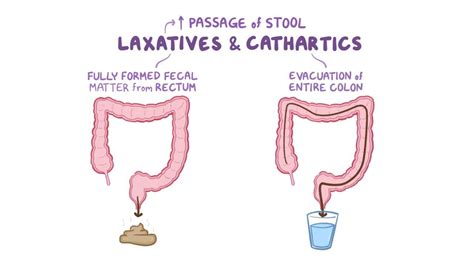 Laxatives And Cathartics Video Anatomy And Definition Osmosis