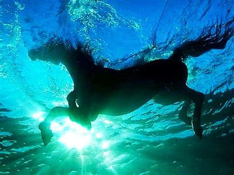 Beautiful Horses Underwater Photography Underwater