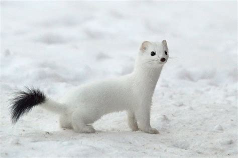 Arctic Weasel Imagens De Animais Animais Bichinhos Fofos
