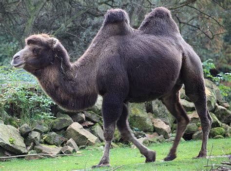 They live in the dry deserts in west asia. Camel Hoof Stock Photos, Pictures & Royalty-Free Images ...