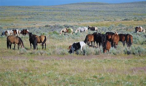 Enjoy This Video Panorama Of 100 Wyoming Wild Horses Just Because