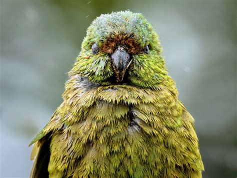 New Insights Will Help Protect The Kākāpō Parrot •
