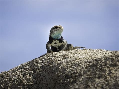 Fun Blue Spiny Lizard Facts For Kids Kidadl