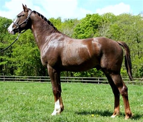 Hanoverian Warmblood Sport Horse Stallion Sinatra De Hus Liver