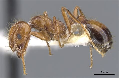 Red Imported Fire Ant Wikipedia