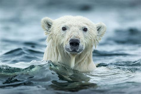 Polar Bear Swimming Near Repulse Bay Photograph By Worldfoto Pixels