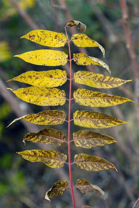 Rhus Typhina Staghorn Sumac Leaves In The Autumn Stock Photo Image