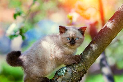 Balinese Kitten Playing On A Tree Because Of Its Natural Graceful