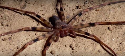 Video The Largest Spider In The World Is Unlike Anything A Prepper