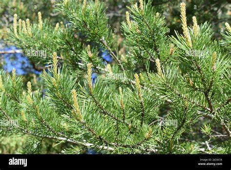Closeup On Pine Branch With New Foliage Sprouting Stock Photo Alamy