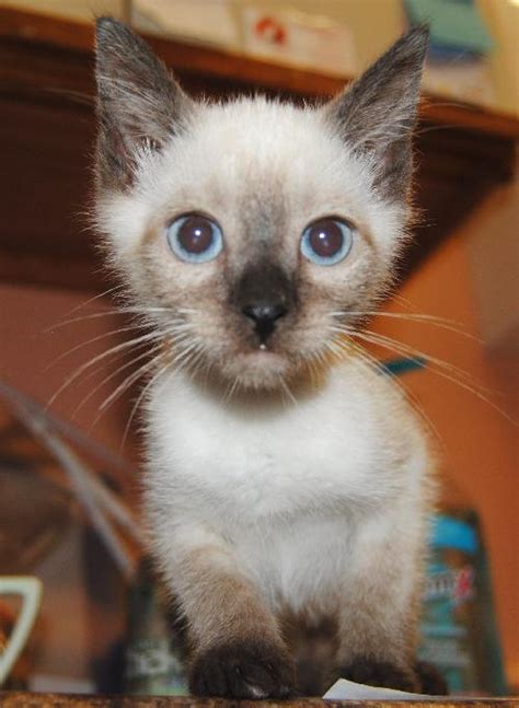 Genetically, the siamese cat seal point is a black cat but due to the genes, it caused the color to only show on the points. Montana the Chocolate Point Siamese Kitten's Web Page