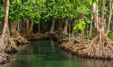 Save The Mangroves Environment Minister Th R Se Coffey Writes For Express Co Uk Nature News