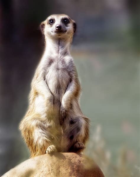 67 Best Meerkats Images On Pinterest Wild Animals Adorable Animals