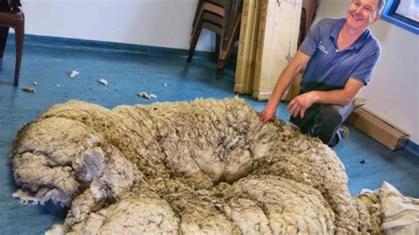 Bantal bulu domba adalah komoditi yang popular di pasaran aksesori moden untuk tidur. Domba Tersesat Ini Pecahkan Rekor Dunia Bulu Terberat ...