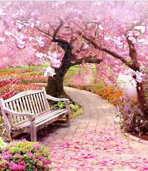 Pin By Danise Mcclung On Beautiful Pictures Pink Blossom Tree