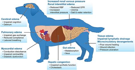 Dog Kidney Failure Stages Chart Ph