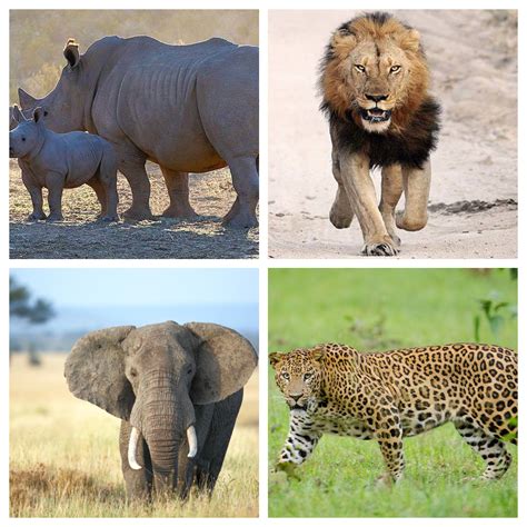 Best Places To See The Big Five In Kenya The Big 5 Animals Kenya