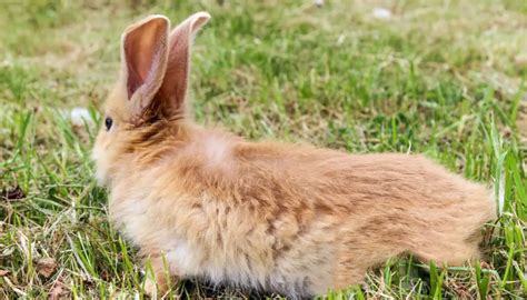Why Do Rabbits Run Circles Around Your Feet