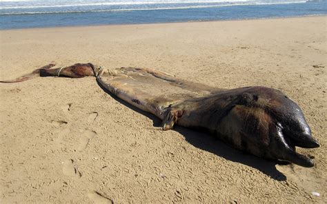 Corpse Of Mysterious Sea Creature Washes Ashore In Namibia Live Science