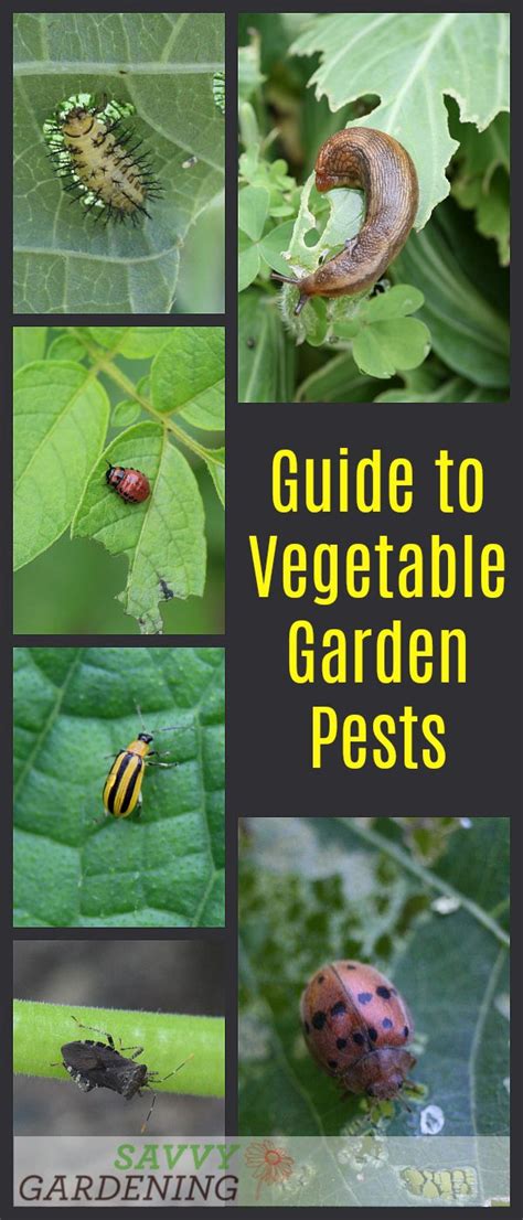 Guide To Vegetable Garden Pests Identification And Organic Controls Vegetable Garden Planner