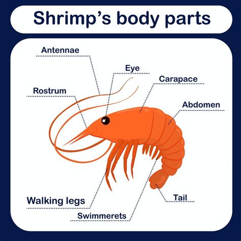 Are Shrimps Or Lobsters Insects Interesting Facts
