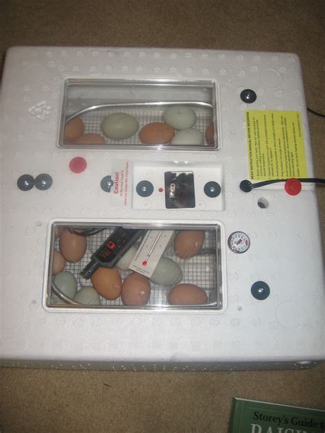 Homemade Alaska Incubating Chicken Eggs Part 1 The Hunt For The