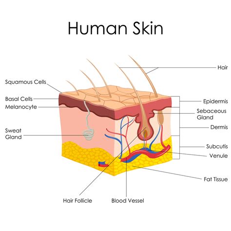 Anatomy Of The Skin Kona Dermatologist