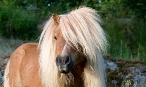 Shetland Pony Characteristics Facts Temperament Pettime