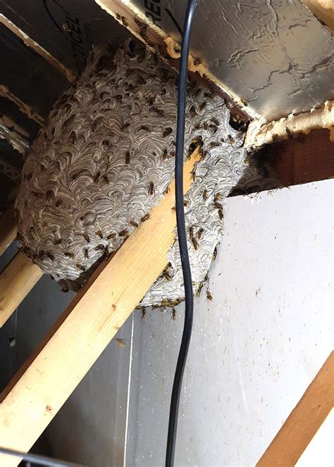 Wasp Nest Removal Wasp Removal Plaxtol Pest Control