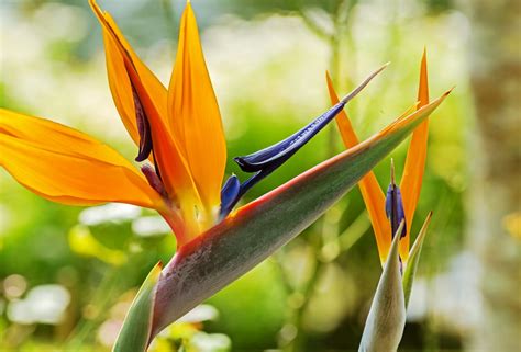 Watch the movie on ext in good quality hd720, hd1080. Bird Of Paradise Plant - Buy Plants & Handicrafts Online ...
