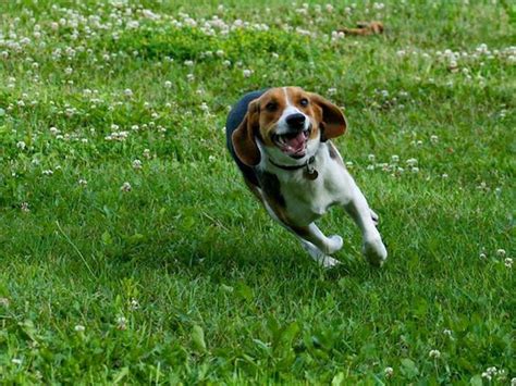 7 Reasons Snoopy Is The Best Representation Of A Beagle